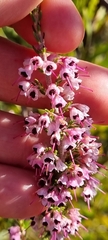 Erica melanthera