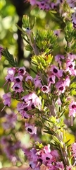 Erica melanthera