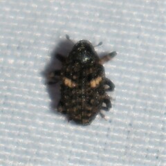 Eubulus