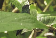Chalybura buffonii