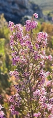 Erica melanthera