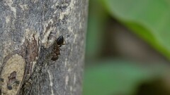 Crematogaster rothneyi