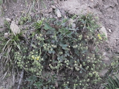 Potentilla fragarioides