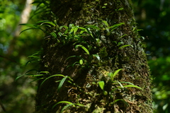 Bulbophyllum japonicum