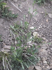Artemisia eriopoda