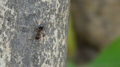 Crematogaster rothneyi