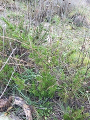 Santolina rosmarinifolia