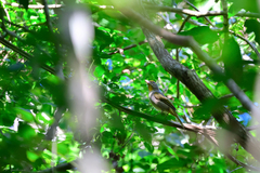 Piranga roseogularis