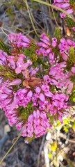 Erica daphniflora
