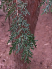 Chamaecyparis formosensis