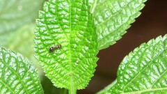 Crematogaster rothneyi