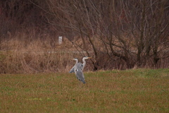 Ardea cinerea