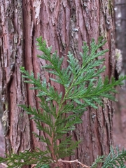 Chamaecyparis formosensis