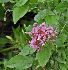 Centranthus ruber