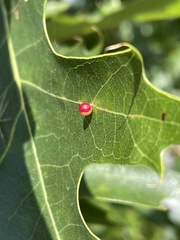 Zopheroteras sphaerula