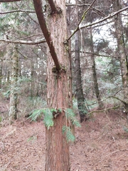 Chamaecyparis formosensis