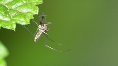 Armigeres subalbatus