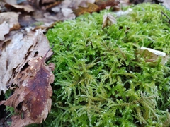 Eurhynchium striatum