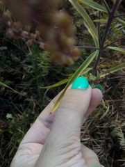 Veronica spuria