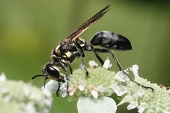 Sphex habenus