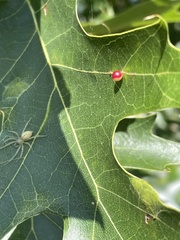 Zopheroteras sphaerula