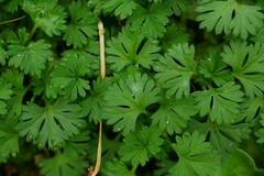 Alchemilla australis