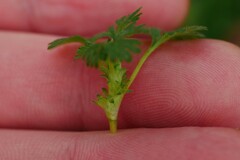 Alchemilla australis
