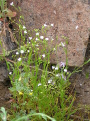 Gilia