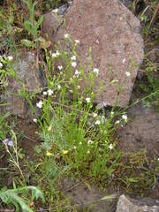 Gilia