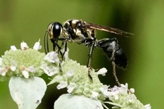 Sphex habenus