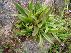 Dudleya lanceolata
