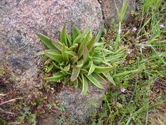 Dudleya lanceolata