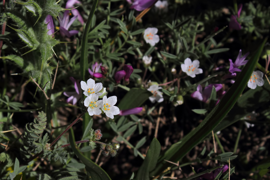 Erodium hakkiaricum