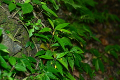 Lysimachia ardisioides