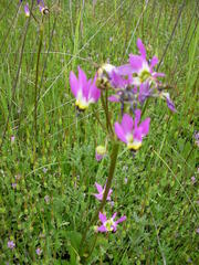 Primula clevelandii