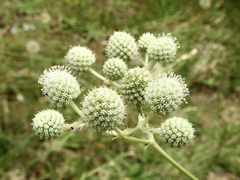 Eryngium elegans