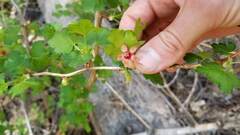 Ribes pinetorum