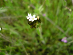 Plagiobothrys nothofulvus