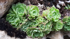 Rosularia