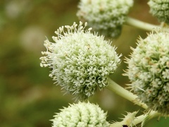Eryngium elegans