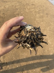 Spondylus