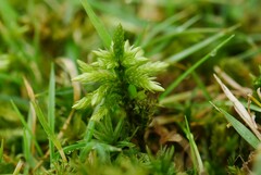 Climacium dendroides