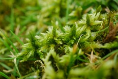 Climacium dendroides