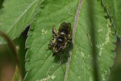 Exomalopsis bruesi