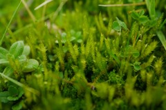 Brachythecium albicans