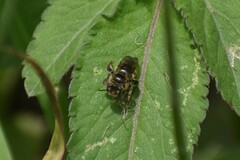 Exomalopsis bruesi