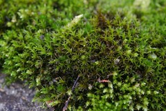 Schistidium crassipilum