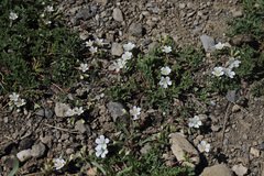 Erodium hakkiaricum