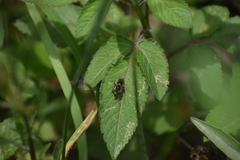Exomalopsis bruesi
