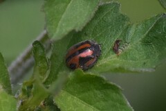 Epilachna ostensoides